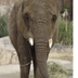 NEW BABY ELEPHANT logo