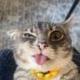 Rigby The Cat logo
