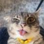 Токен Rigby The Cat
