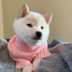 New Doge  logo