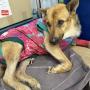Токен Chance the street dog