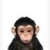 Ape logo