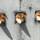 DOG DOG DOG logo