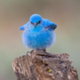 PEEP logo