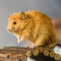 Токен FIRST WOOLLY MOUSE