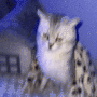 Token Deksy Barking Cat