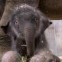 FIRST ARTIFICIALLY BORN ELEPHANT token