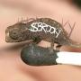 Brookesia nana-rahake