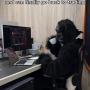 gorilla 币种