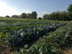 CommunitySupportedAgriculture logo